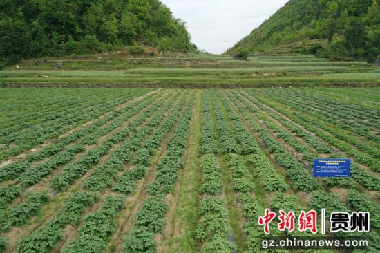 各品种马铃薯不同生长状态