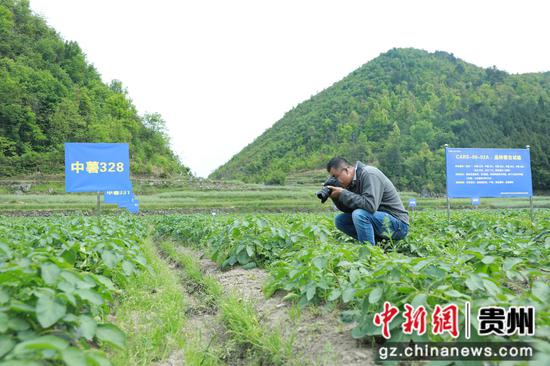 试验站技术人员正记录各品种马铃薯生在状态