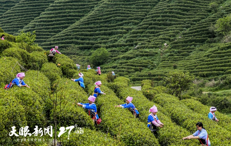 非遗传承·古韵新生｜都匀毛尖茶制作技艺：茶香万里 名震九州