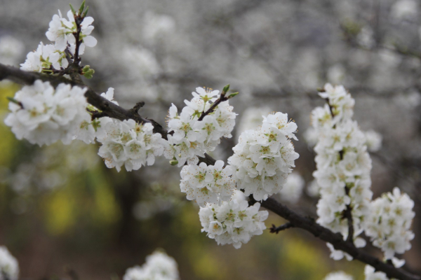 修文县小箐镇：李花如雪 扮靓山村