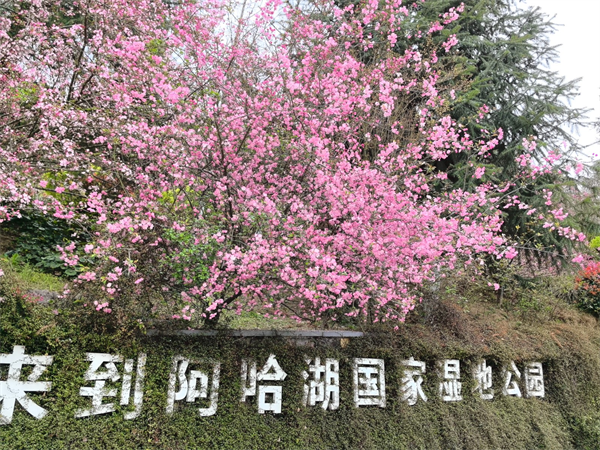 春已至，候鸟归！阿哈湖湿地公园约你“游春湖”