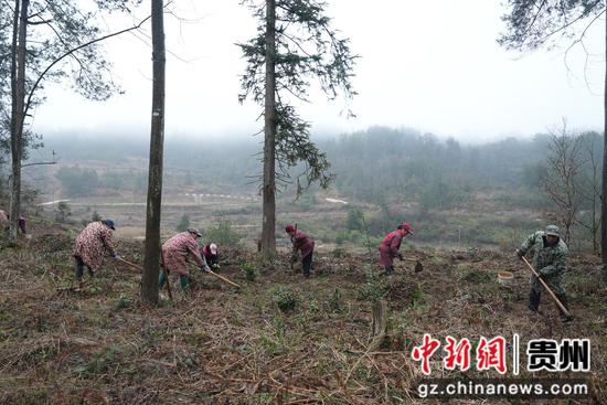 村民在种植天麻