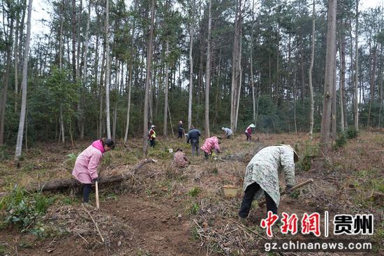 村民在种植天麻