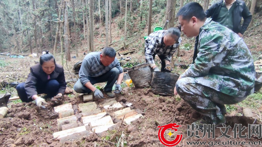 罗里乡：天麻种植正当时 林下“生金”促增收