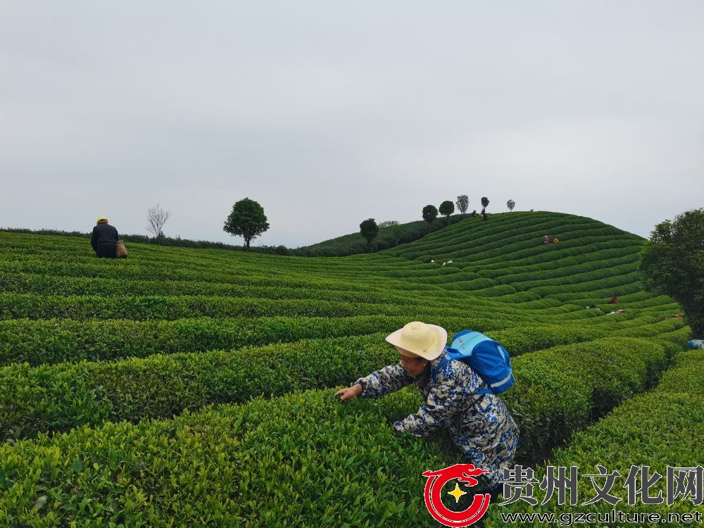 敖市镇：党建引领产业旺 茶海带动富起来