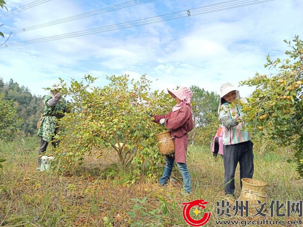 黎平县：“油茶籽”鼓起群众的“钱袋子”