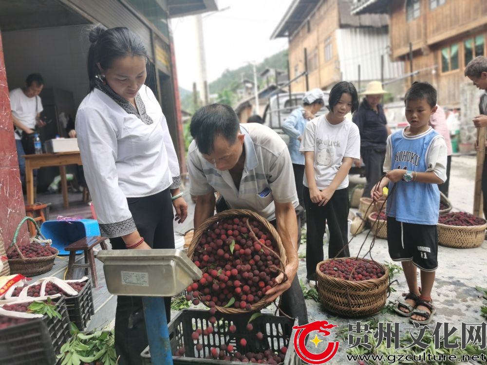 黎平县绍洞村：小小杨梅果 托起乡村振兴梦