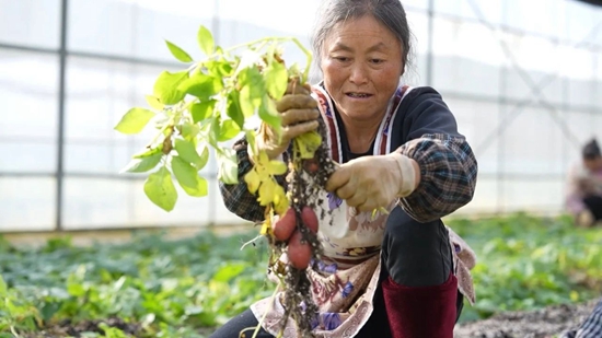 贵州盘州：90万粒马铃薯“原原种”繁育完成_fororder_微信图片_20240319151244