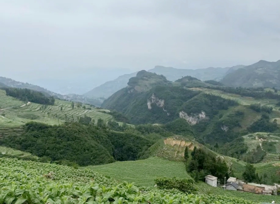 贵州六盘水市水城区：抢抓时节促生产 万亩烤烟管护忙