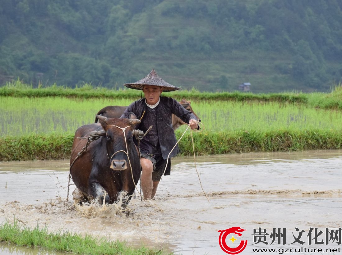 走进贵州高求梯田，享受一场视觉盛宴