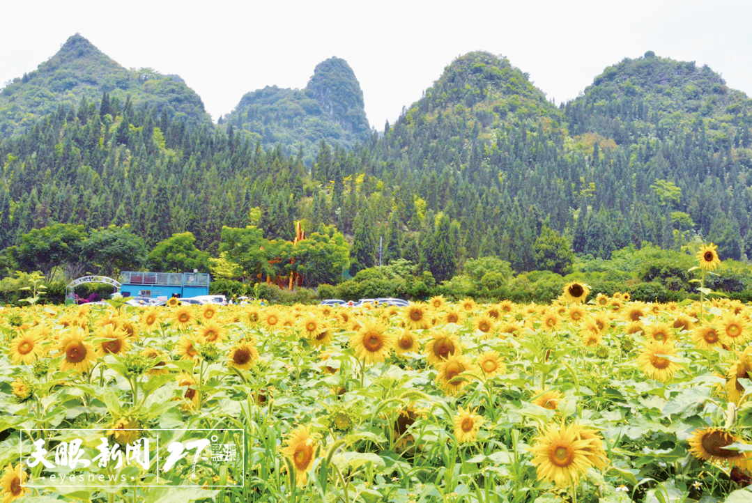 5 随着夏日的阳光越来越灿烂，万峰林景区鱼陇村滨河花园15亩左右的向日葵迎着骄阳从容怒放。龙君昊 摄.jpg