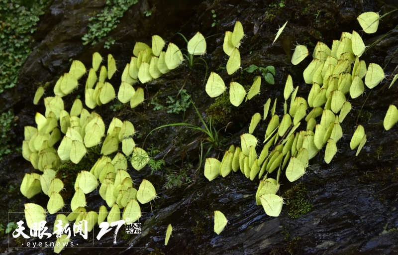 梵净山珍稀名蝶          杨红卫 摄   （贵州图片库  发）_a.jpg