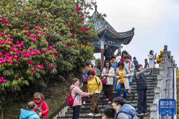 贵州：观百里杜鹃花海