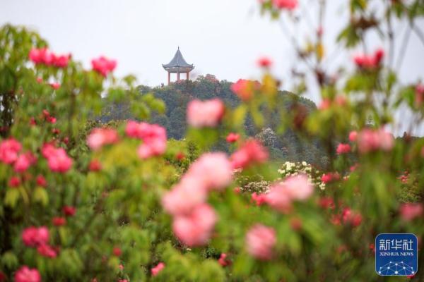 贵州：观百里杜鹃花海