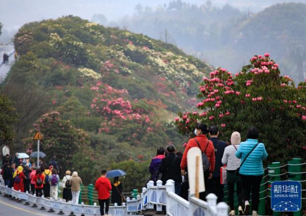 贵州：观百里杜鹃花海