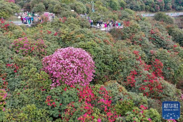 贵州：观百里杜鹃花海