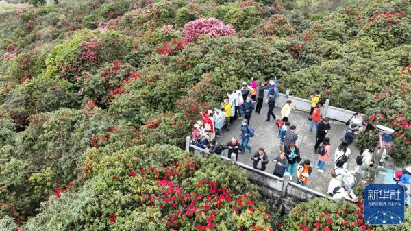 贵州：观百里杜鹃花海