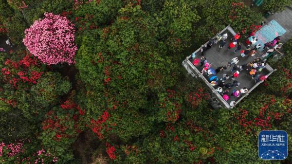 贵州：观百里杜鹃花海