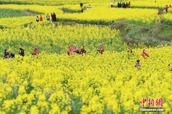 图为旧州镇万亩油菜花盛开，吸引游客前来“打卡”。