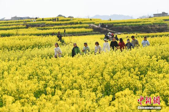 图为民众结伴赏油菜花。陈孝新 摄