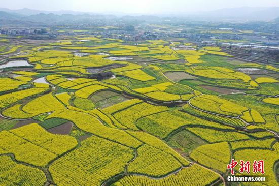 图为航拍旧州镇万亩油菜花田。