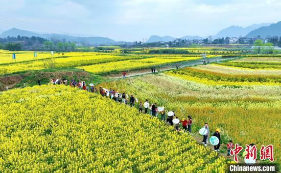 3月12日，航拍七彩油菜花田。徐进 摄