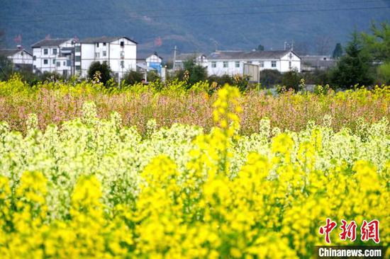 3月12日拍摄的七彩油菜花田。李珊珊 摄