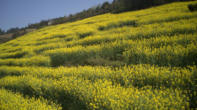 上春山 | 习水县程寨镇：千亩油菜花开 烂漫山村田野