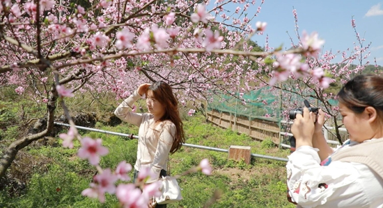 春日“桃花节” 贵州惠水邀您共赏桃园美景