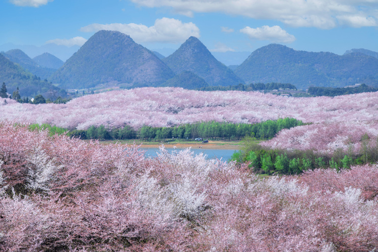 “花漾贵州”邀世界共赴春日之约