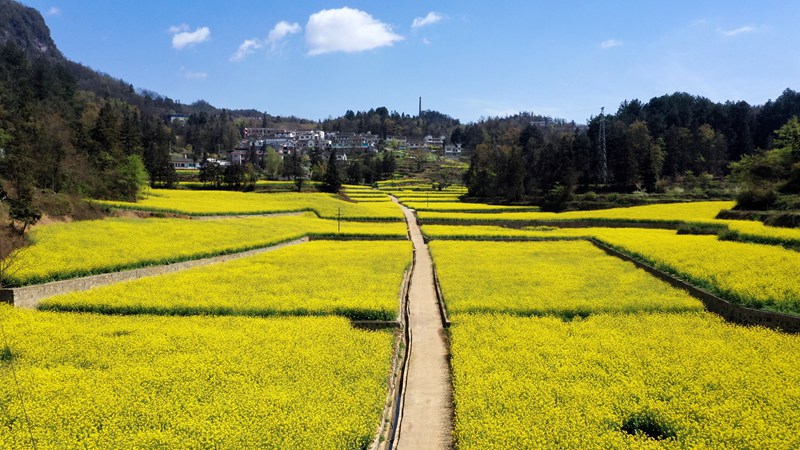 沔山村油菜花田。