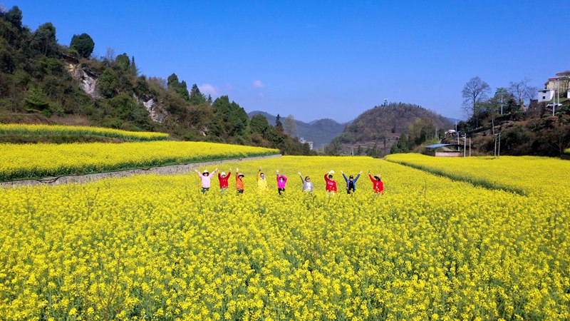 习水县马临街道：高标准农田里 油菜花海美如画