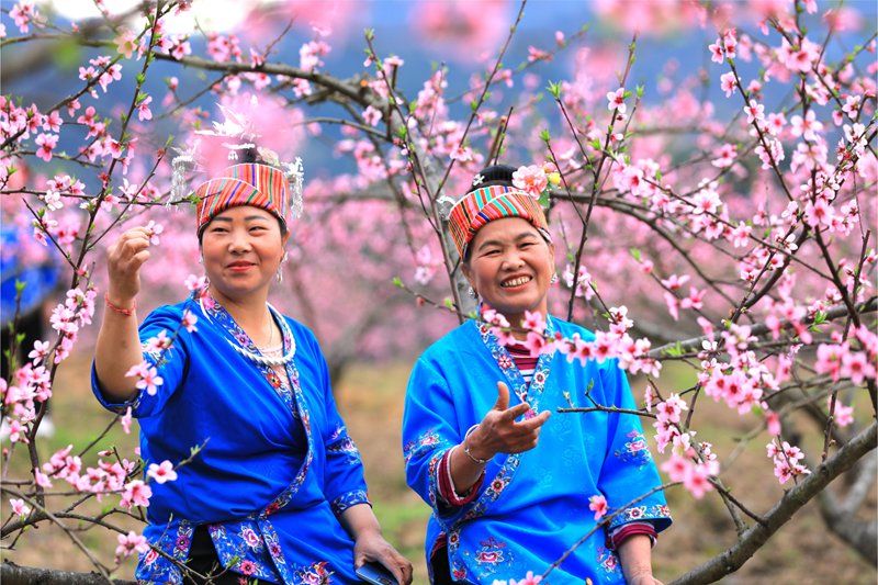 黔东南剑河：妩阳红桃舞春风 醉美桃花映芳华