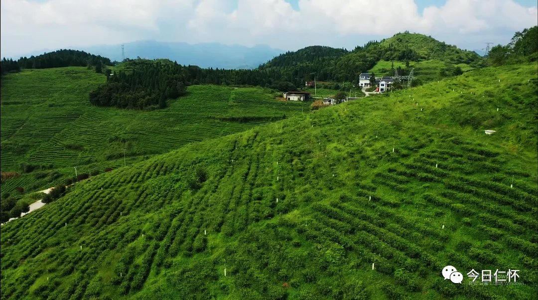 来贵州·上春山丨仁怀的春天，不止是一场视觉盛宴，也是一场感官狂欢