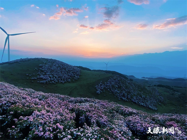 走，赏花去！乌蒙大草原4万亩矮杜鹃齐绽放