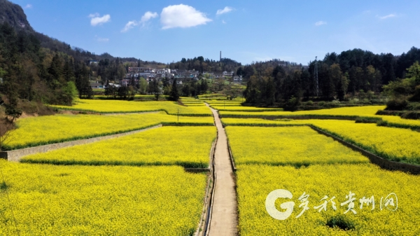 习水县马临街道：高标准农田油菜花海美如画