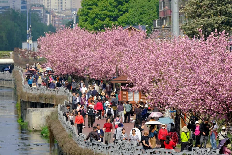 贵州六盘水：市民游客组团走“花路” 感受浪漫春日