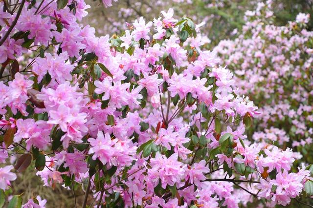 贵州梵净山：万亩杜鹃花盛开引客来