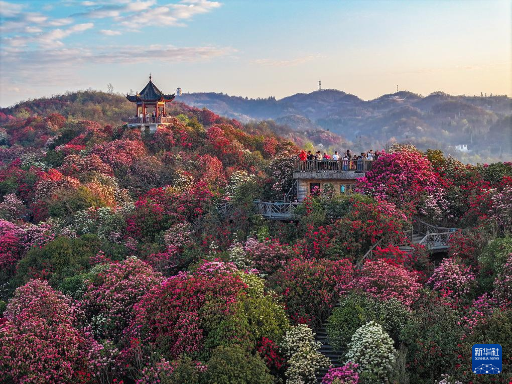 春天里的中国｜花海茶香伴古风：“春游”中国新景象