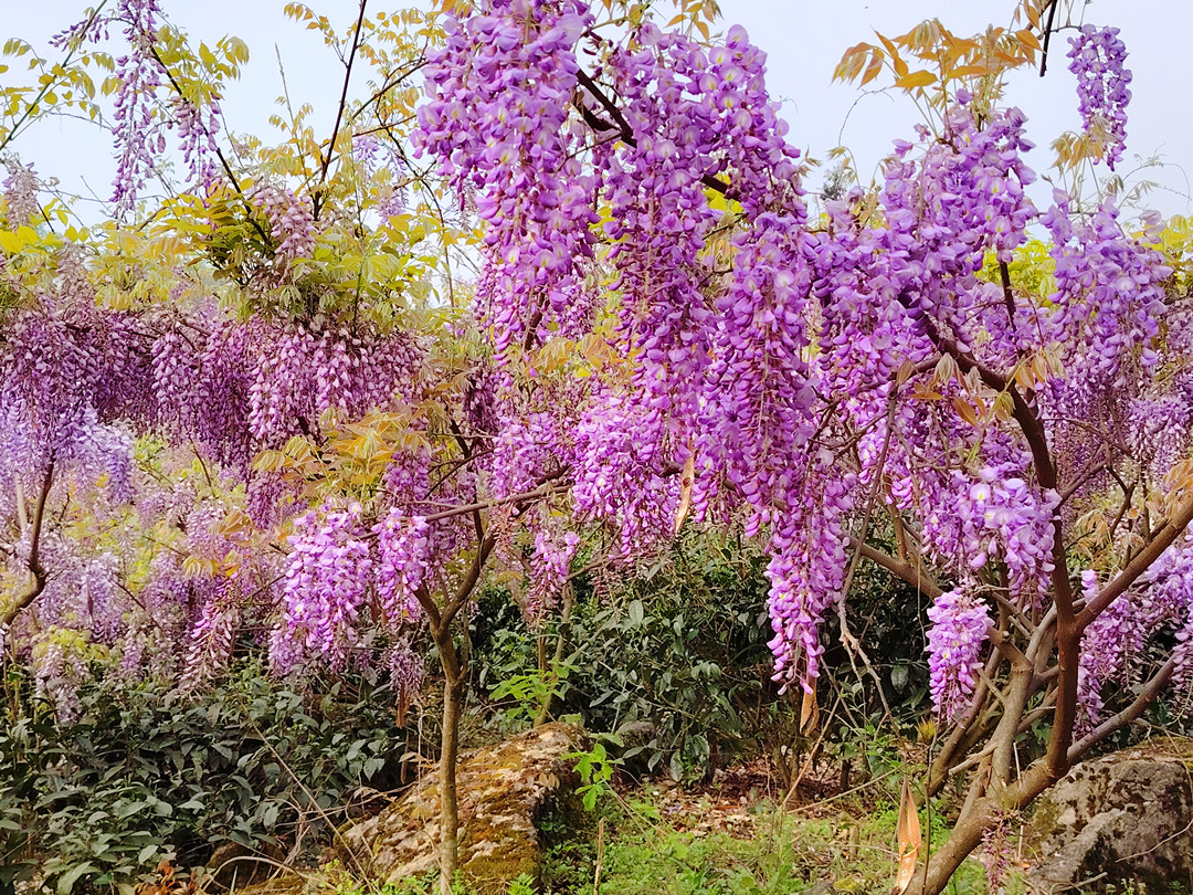 4月13日，湄潭县将举办首届紫藤花旅游节