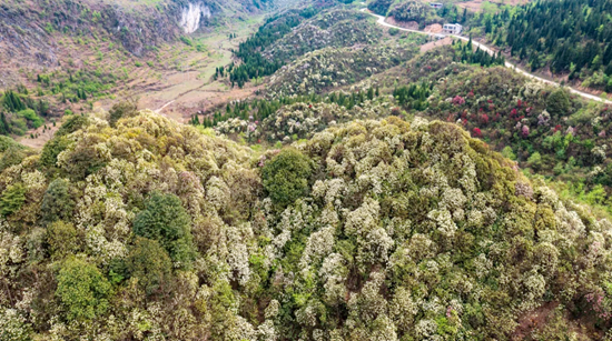 贵州水城：杜鹃芳菲 山花灿漫