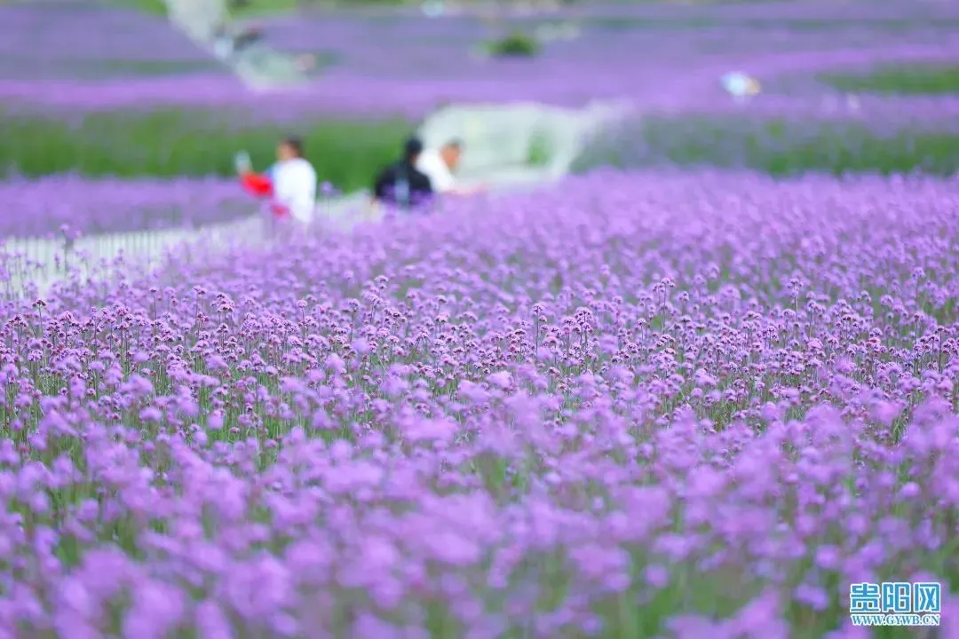 花溪区：高坡300亩马鞭草花逐渐绽放