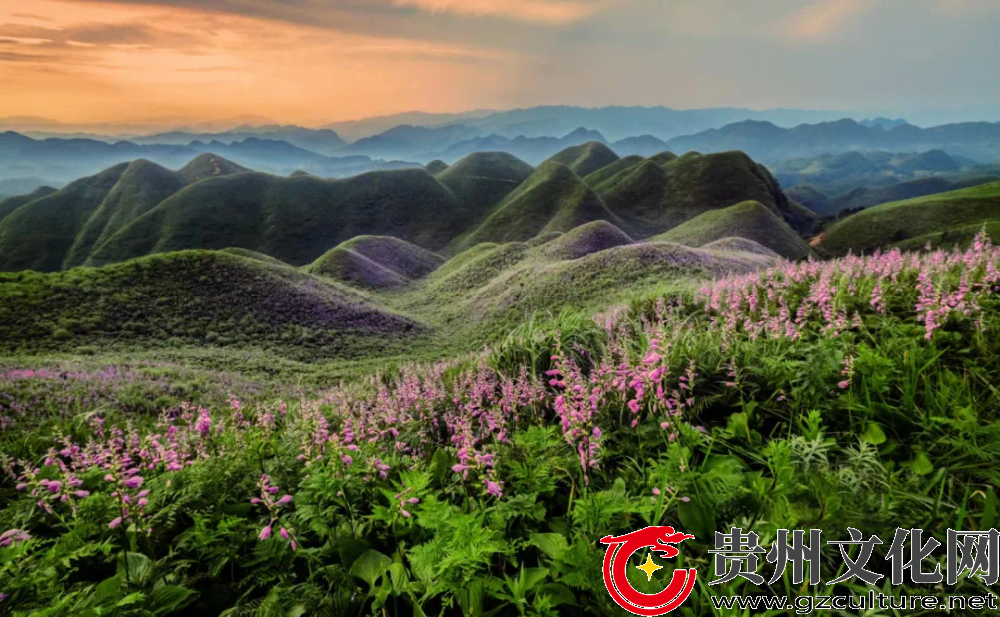 金沙玉簪花云海景区盛大开园，邀您共赴云端浪漫之约