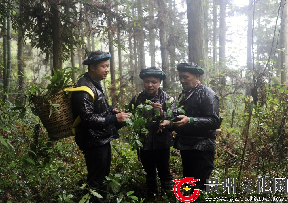 贵州从江瑶族药浴：千年传承的神奇秘方