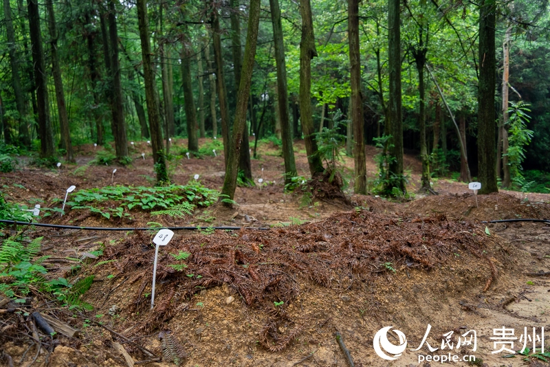 大方县龙场村林下天麻种植基地一隅。人民网记者 涂敏摄