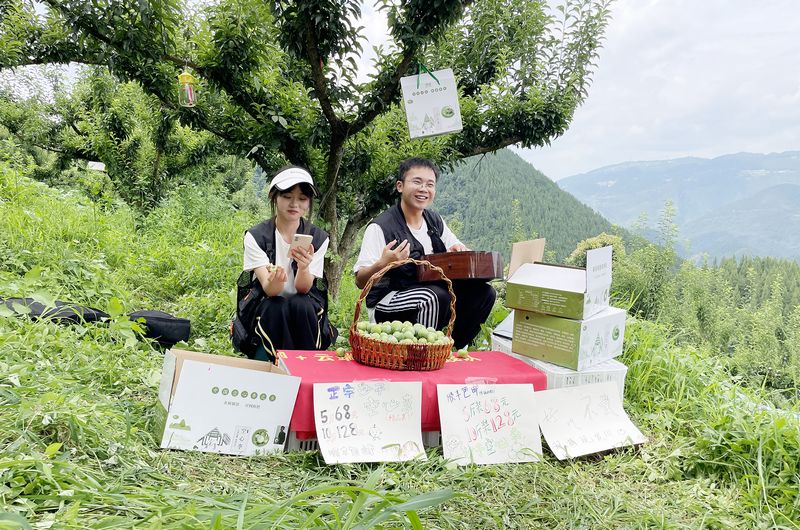 实践队在果林内直播。