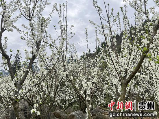 漫山盛开的李花