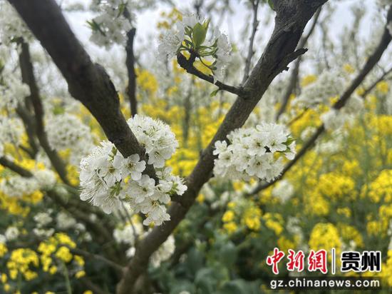 沿河：李花怒放一树白 游客闻香纷至来