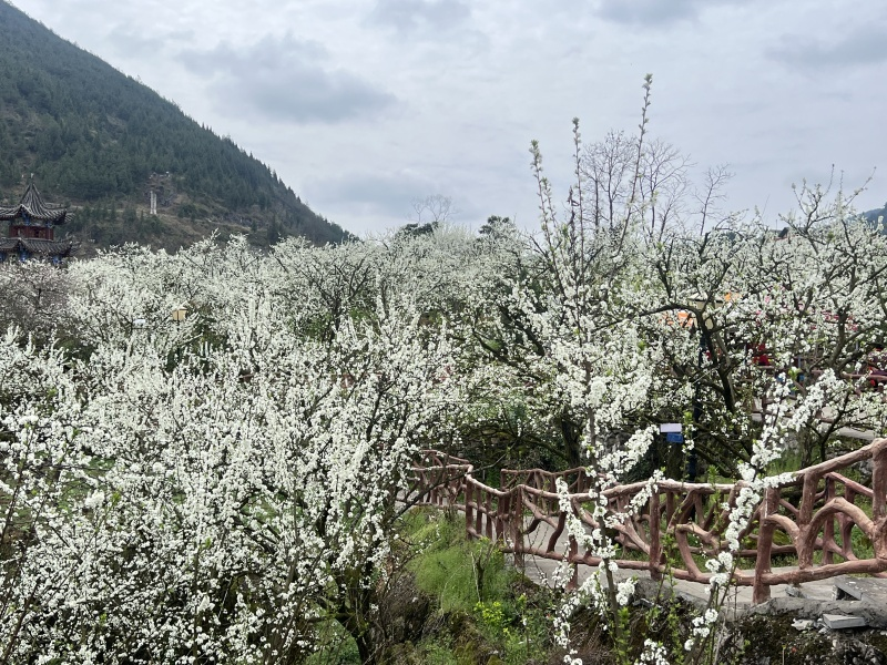 沿河沙子街道：李花怒放一树白 游客闻香纷至来