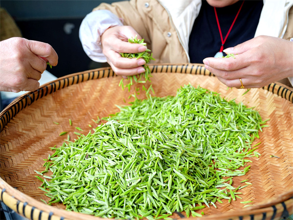 平坝：春茶吐翠采摘忙